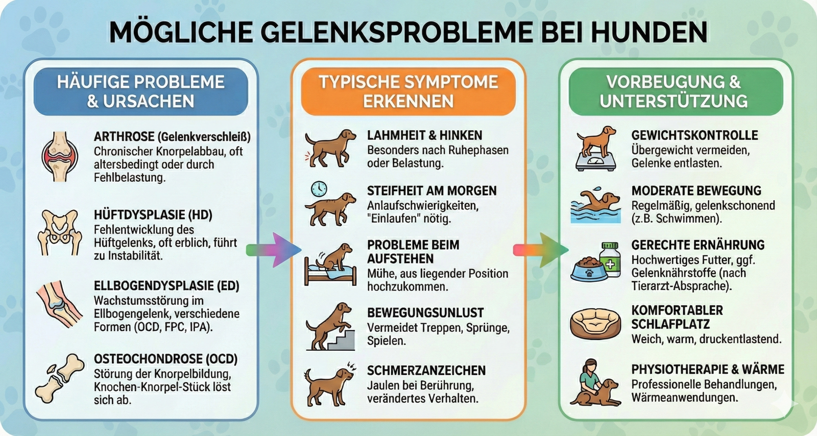Ursachen und Probleme, Symptome, Vorbeugung und Unterstützung bei Gelenksproblemen